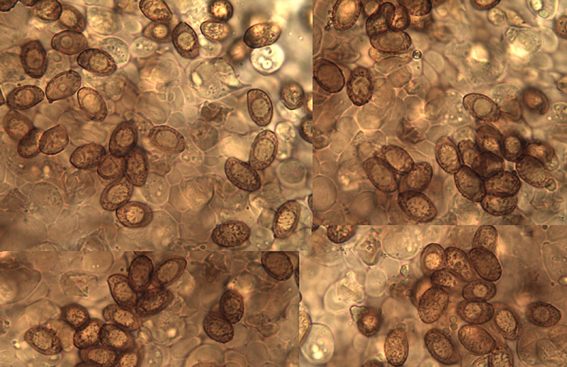 Cortinarius russulaespermus mikro